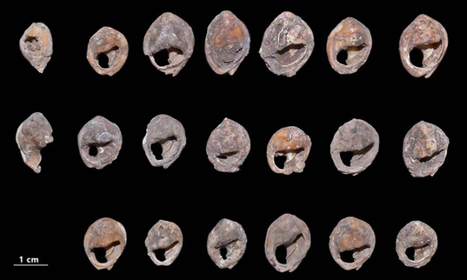 Vỏ ốc dùng làm trang sức cổ xưa nhất thế giới trong hang ở Morocco. Ảnh: A. Bouzouggar/Science Advances