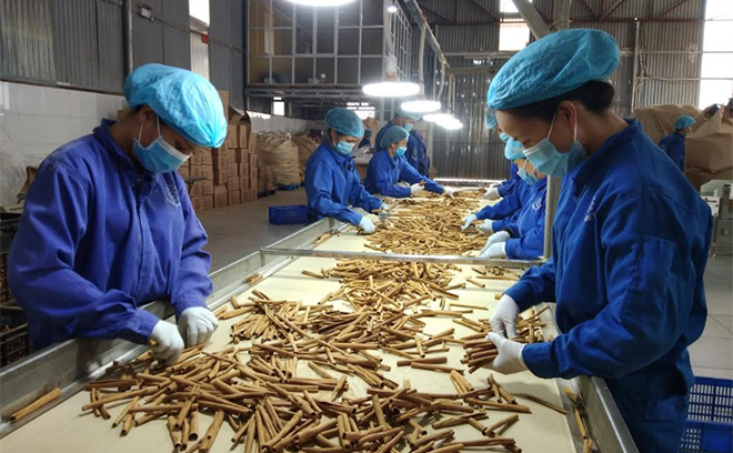 Một công đoạn trong sản xuất sản phẩm quế điếu thuốc ở Hợp tác xã Quế hồi Đào Thịnh, Trấn Yên.