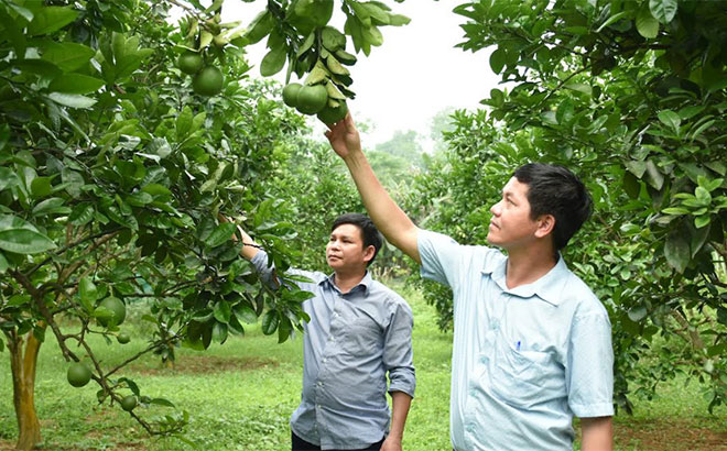 Một mô hình trồng bưởi da xanh ở xã Minh Chuẩn, huyện Lục Yên mang lại hiệu quả.