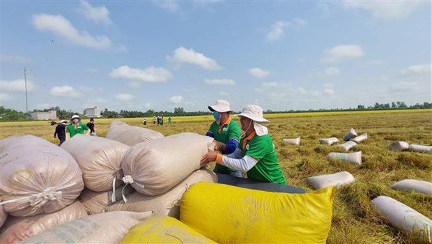Thu mua lúa phục vụ xuất khẩu ở huyện Thoái Sơn (tỉnh An Giang).