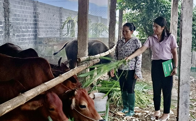 Cán bộ Ngân hàng Chính sách xã hội thị xã Nghĩa Lộ kiểm tra thực tế mô hình chăn nuôi của hộ bà Đinh Thị Siêng.