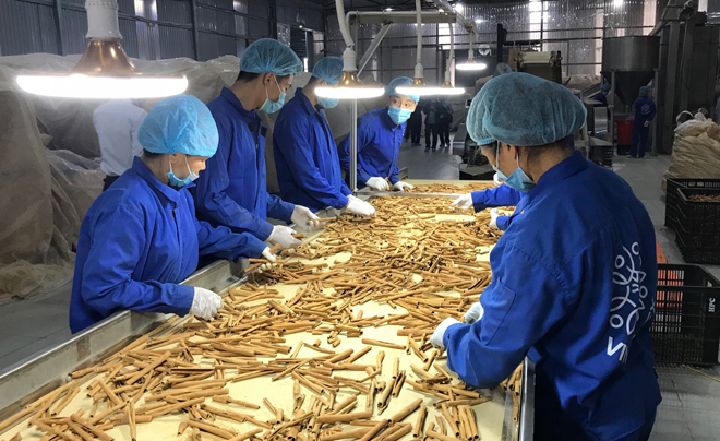 Sản xuất sản phẩm Quế điếu thuốc tại Hợp tác xã Quế hồi Việt Nam, xã Đào Thịnh, huyện Trấn Yên