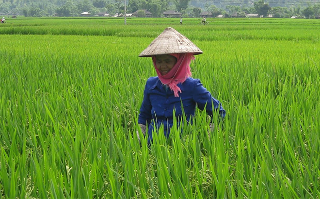 Nông dân huyện Văn Chấn chăm sóc lúa xuân