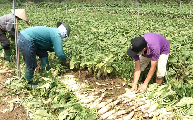 Các thành viên HTX Sản xuất kinh doanh dịch vụ nông, lâm nghiệp Lâm Giang thu hoạch củ cải trắng.